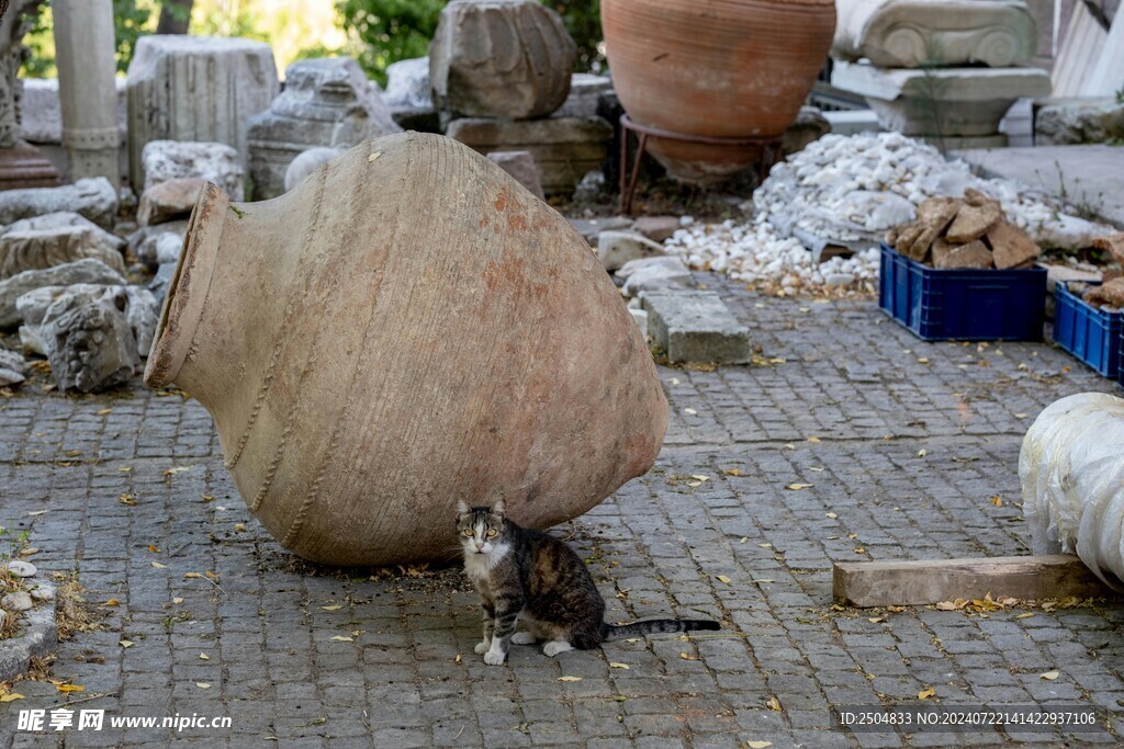 猫