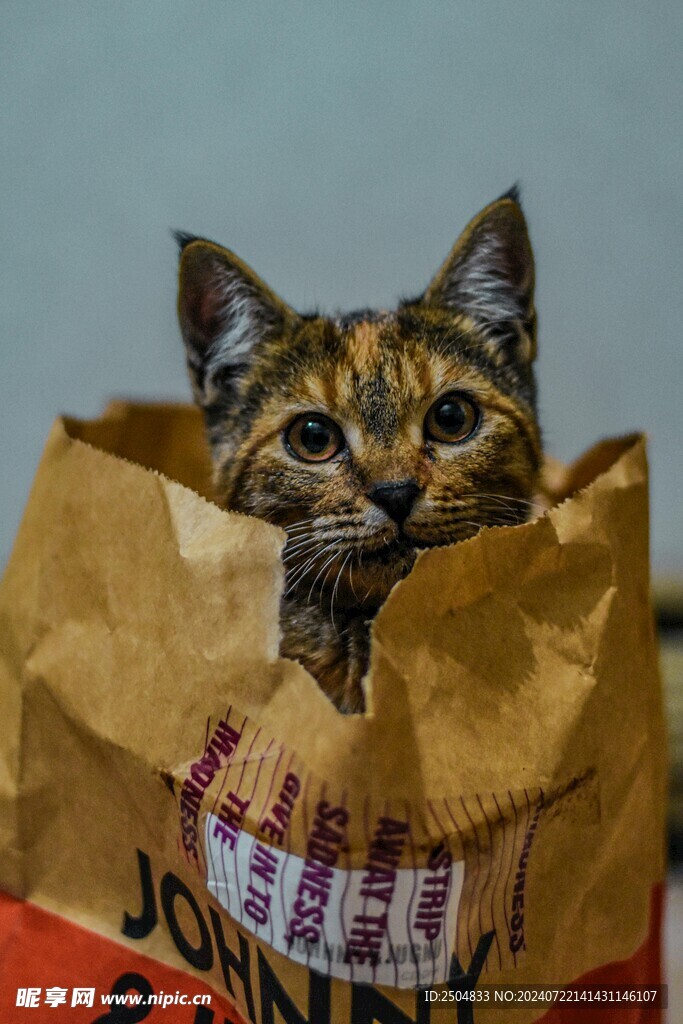 猫
