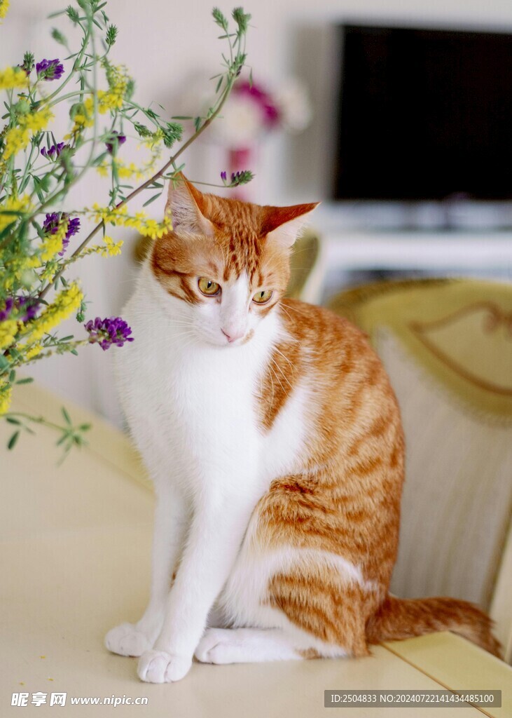 猫