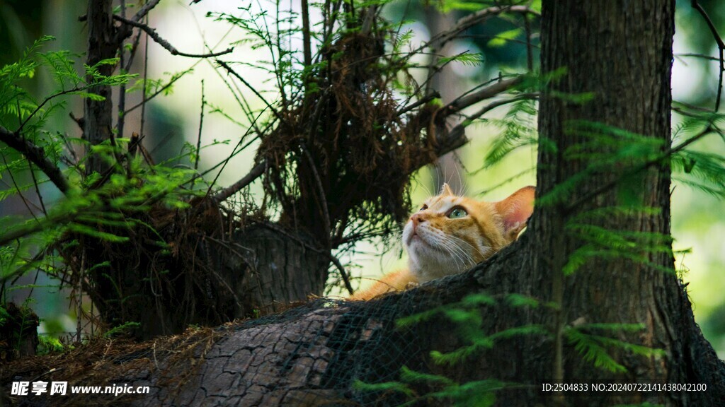 猫