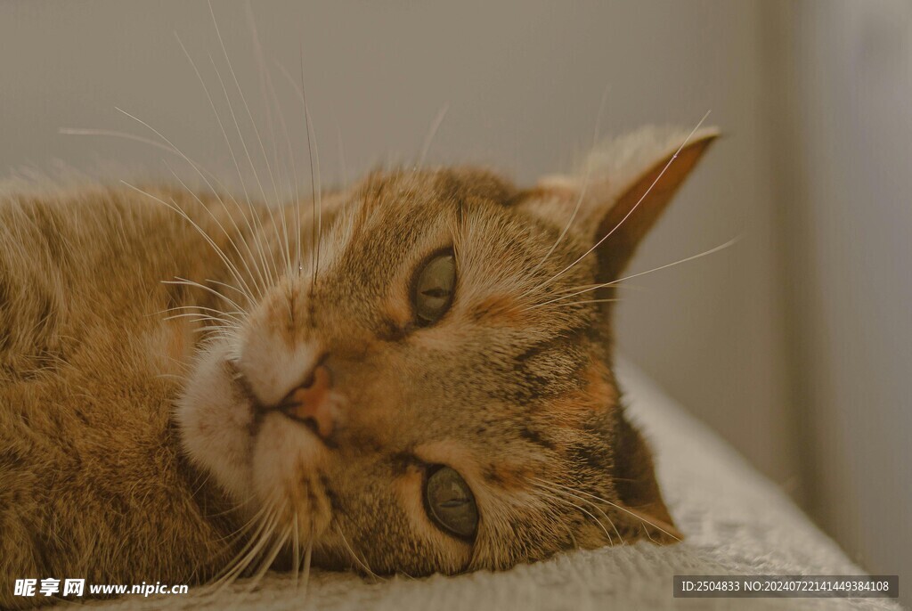 猫