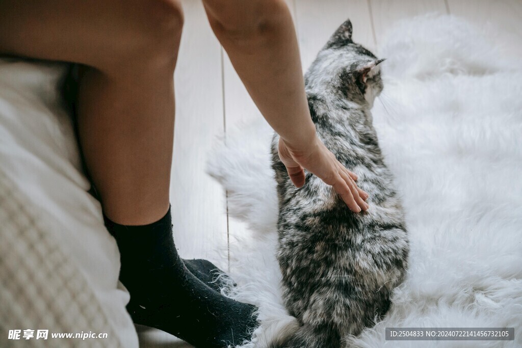 猫