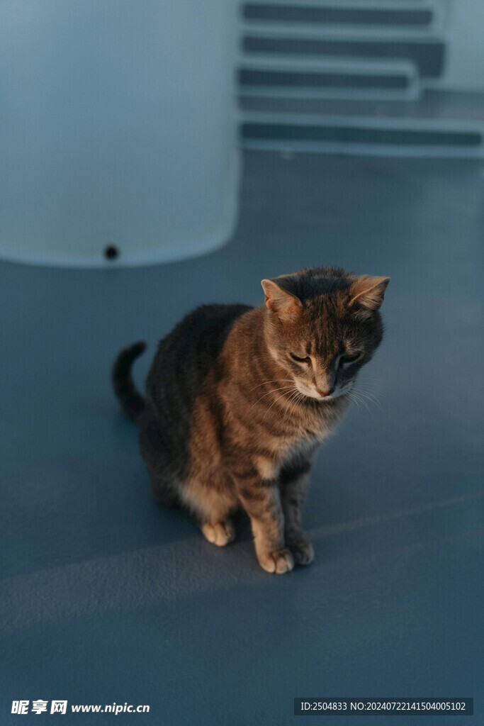 猫