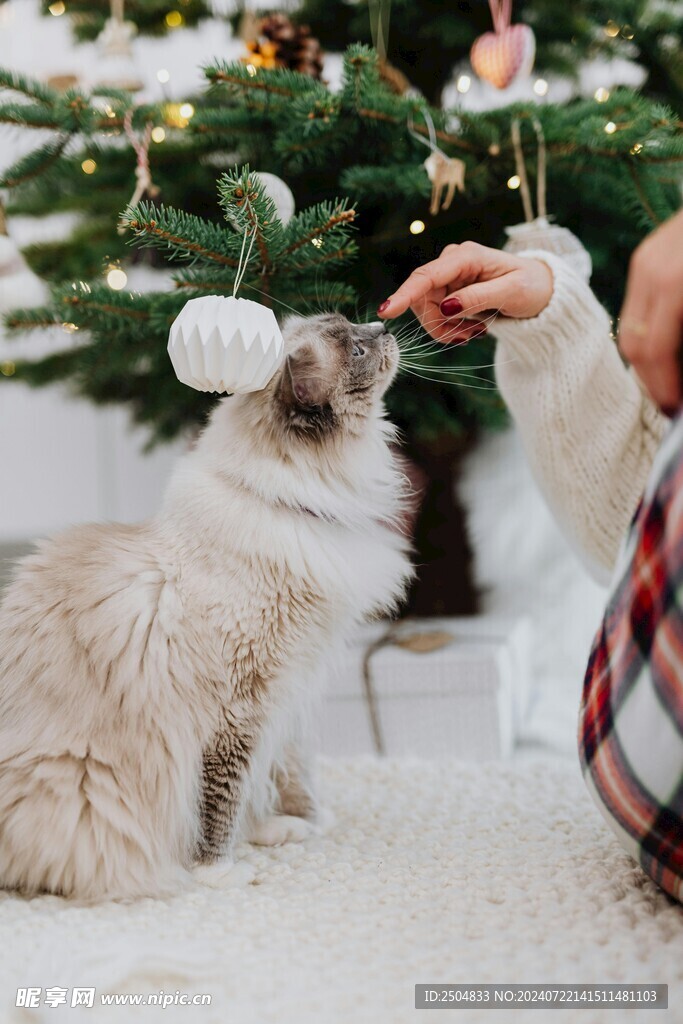 猫