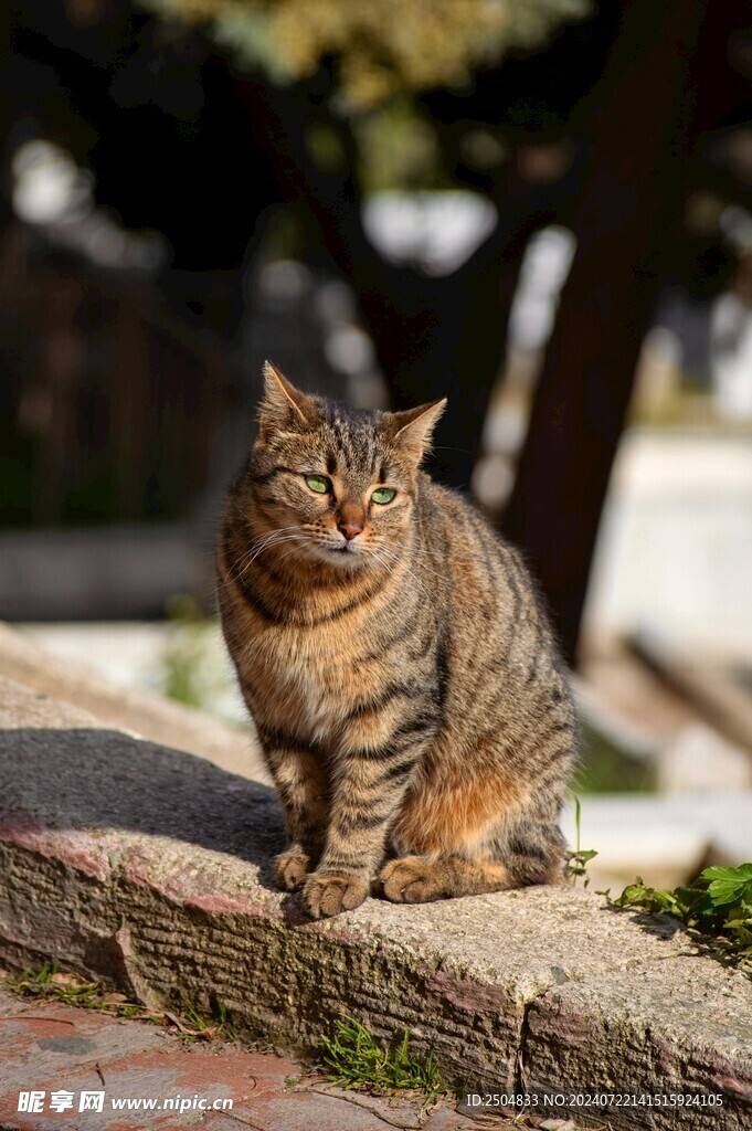猫