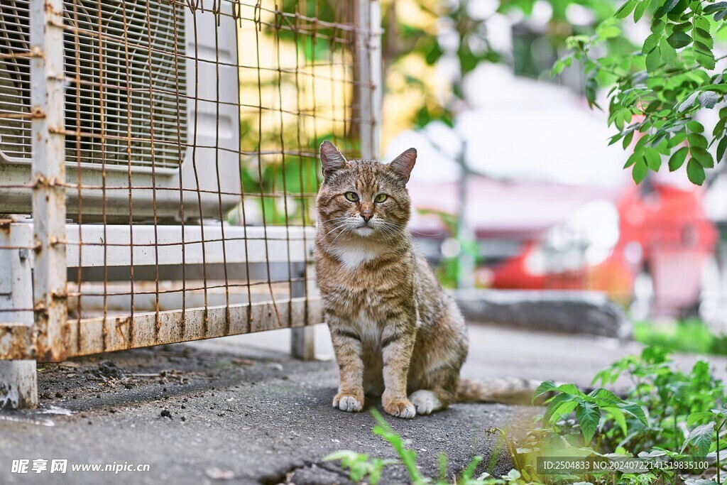 猫