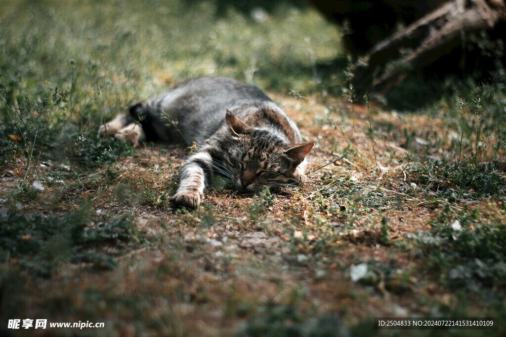 猫