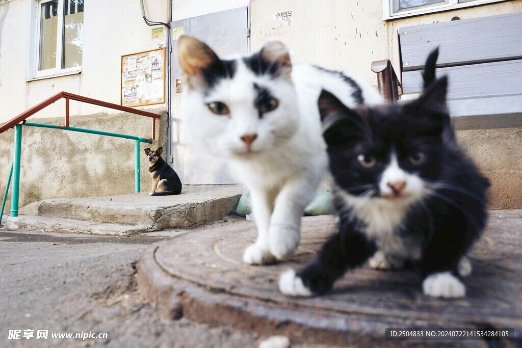 猫