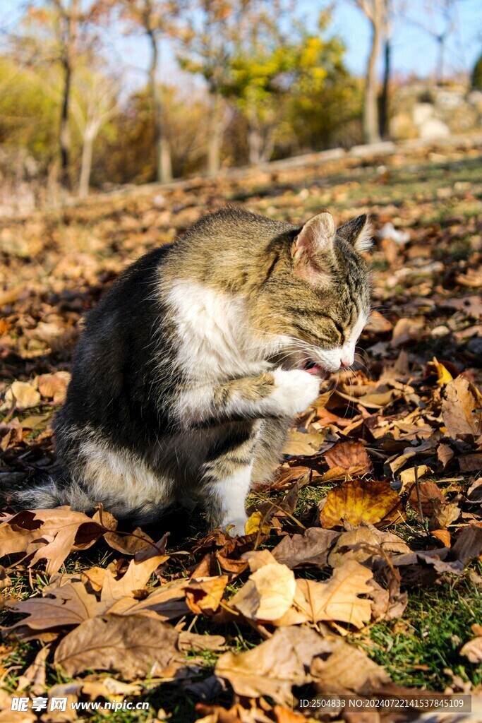 猫