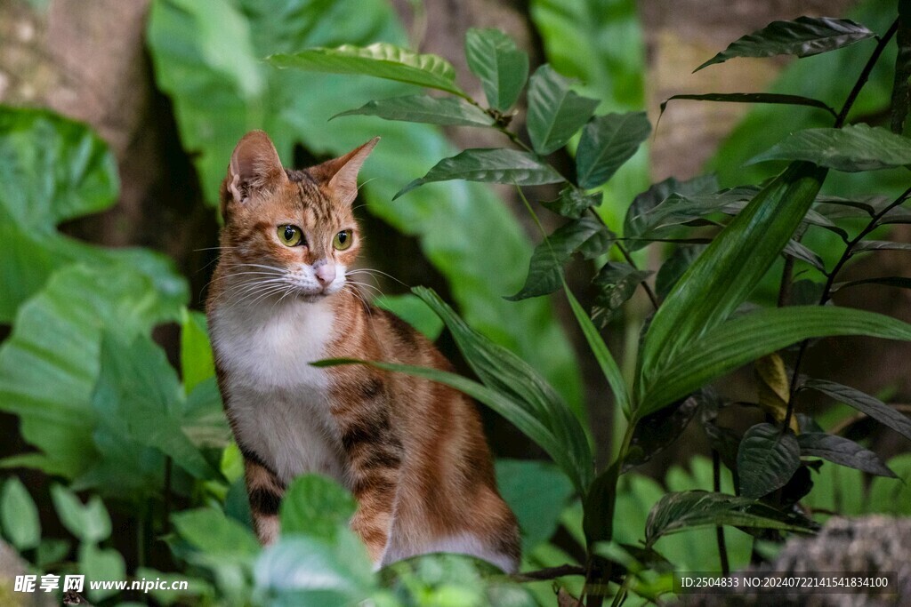 猫