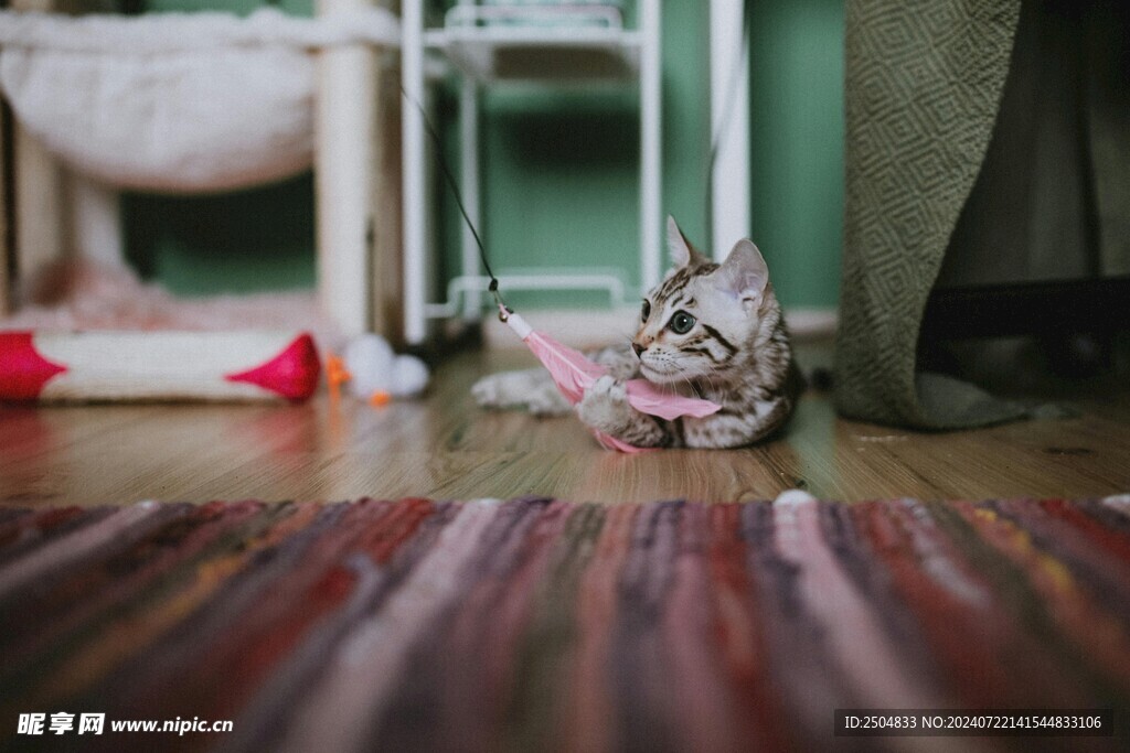 猫