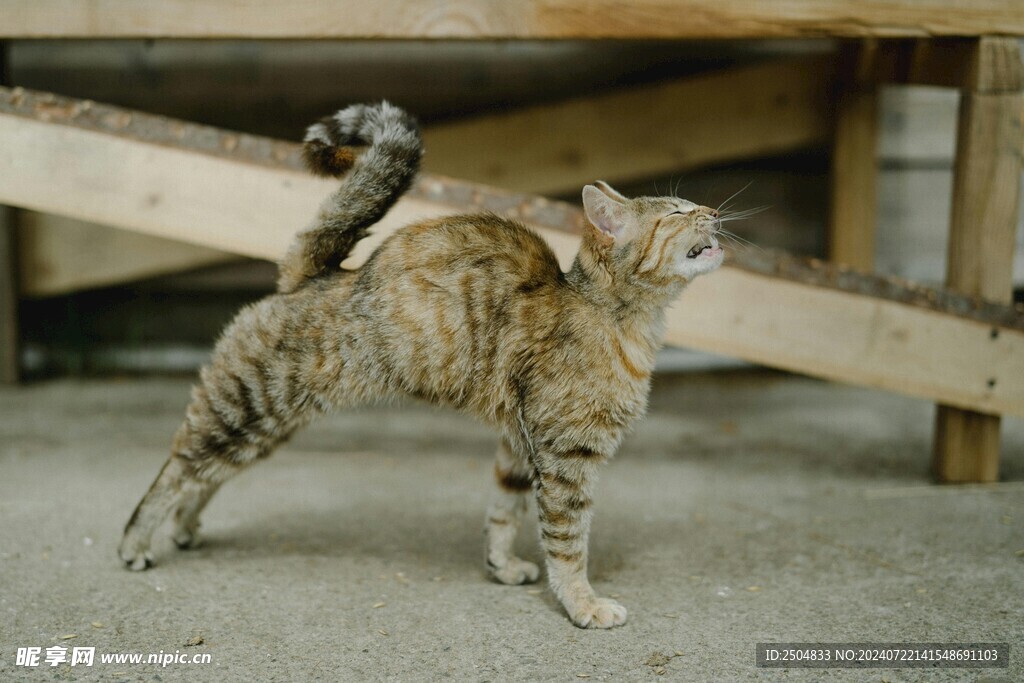 猫