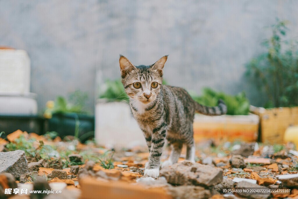 猫