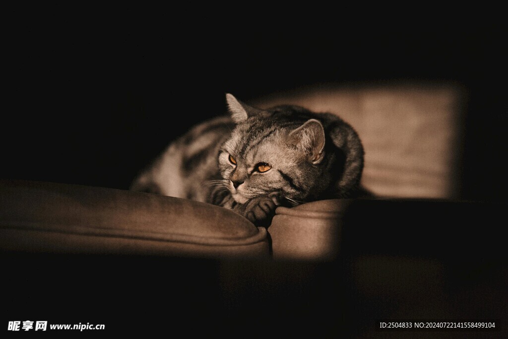 猫