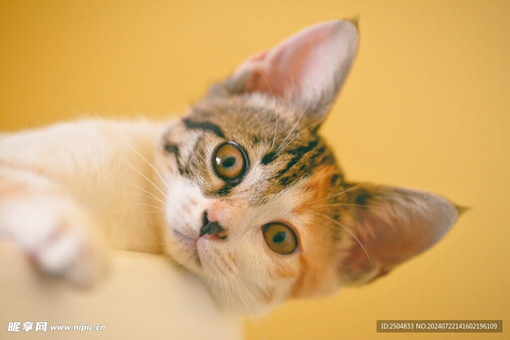 猫