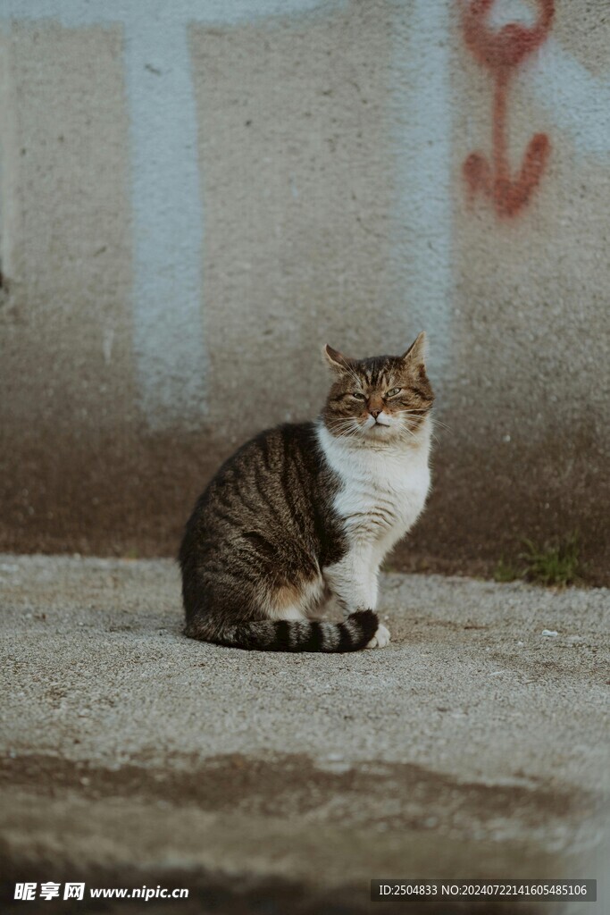 猫