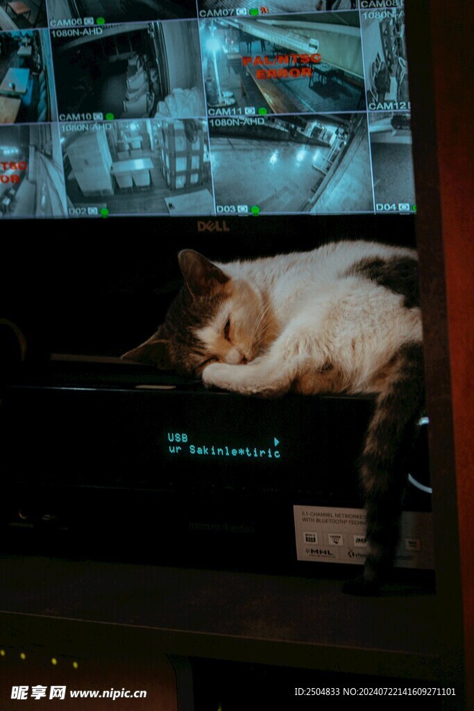 猫
