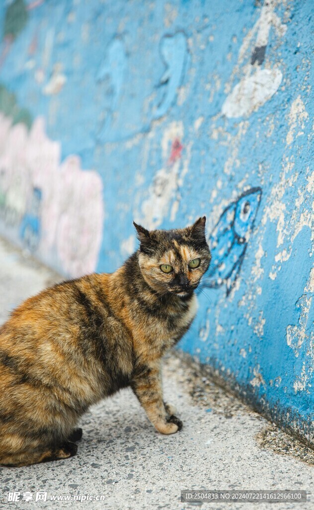 猫
