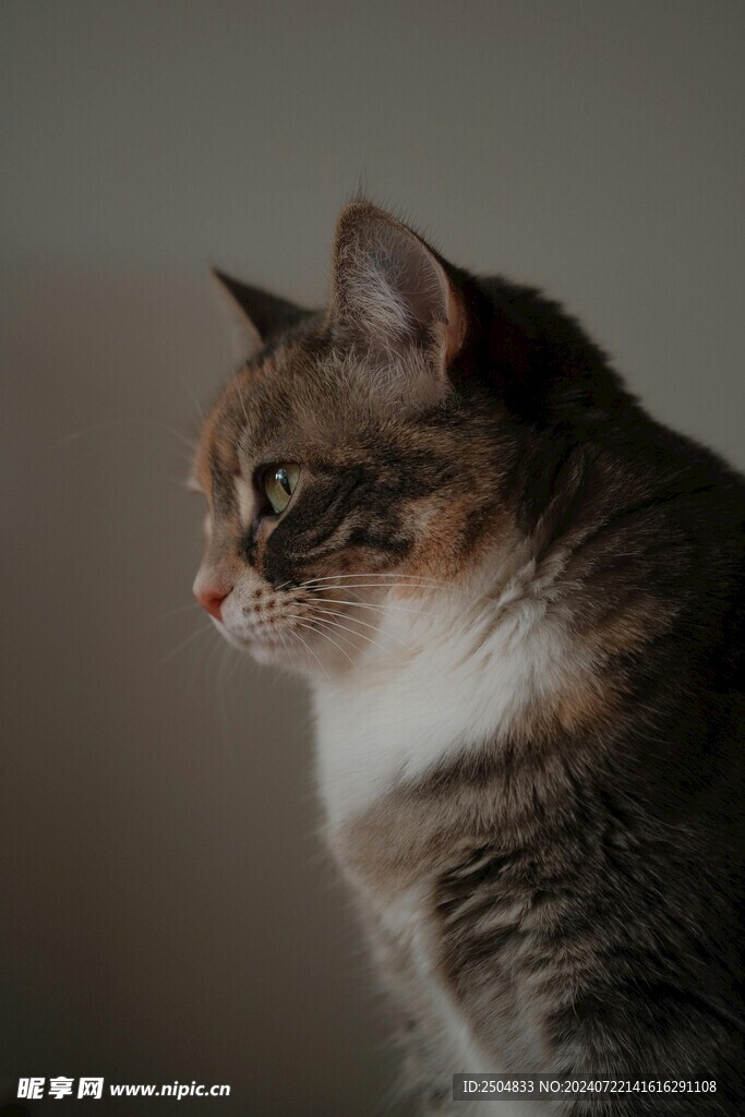 猫