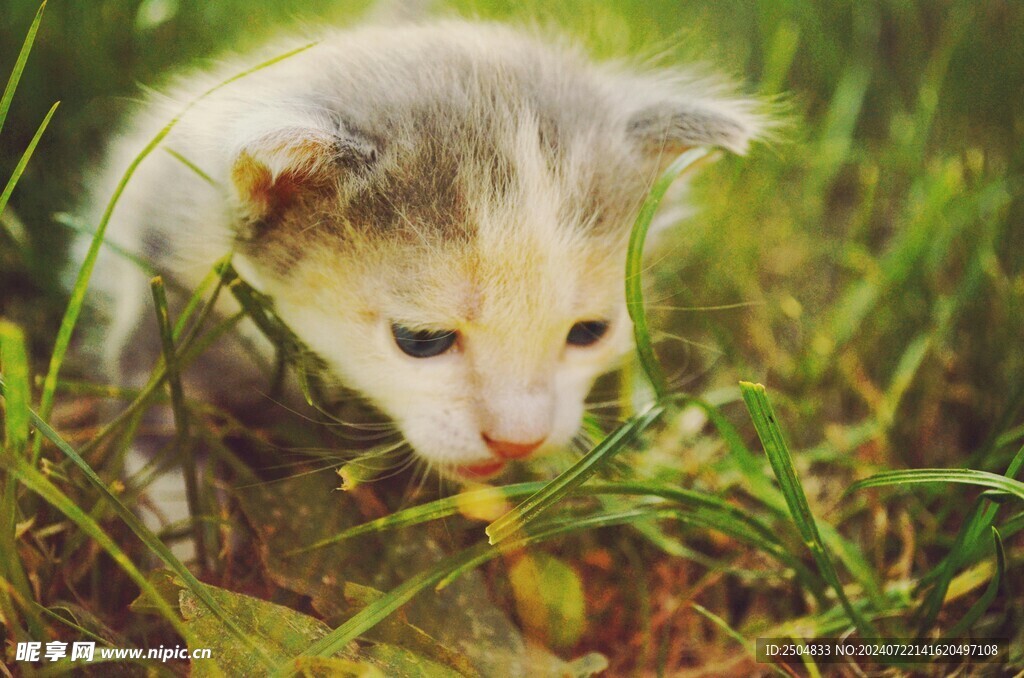 猫