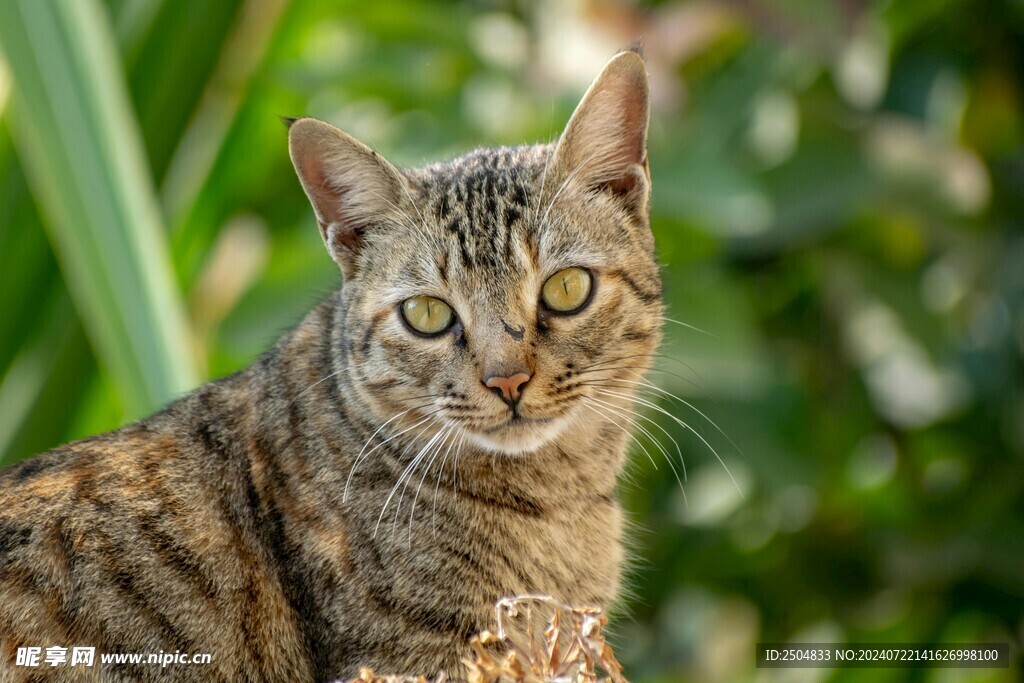 猫
