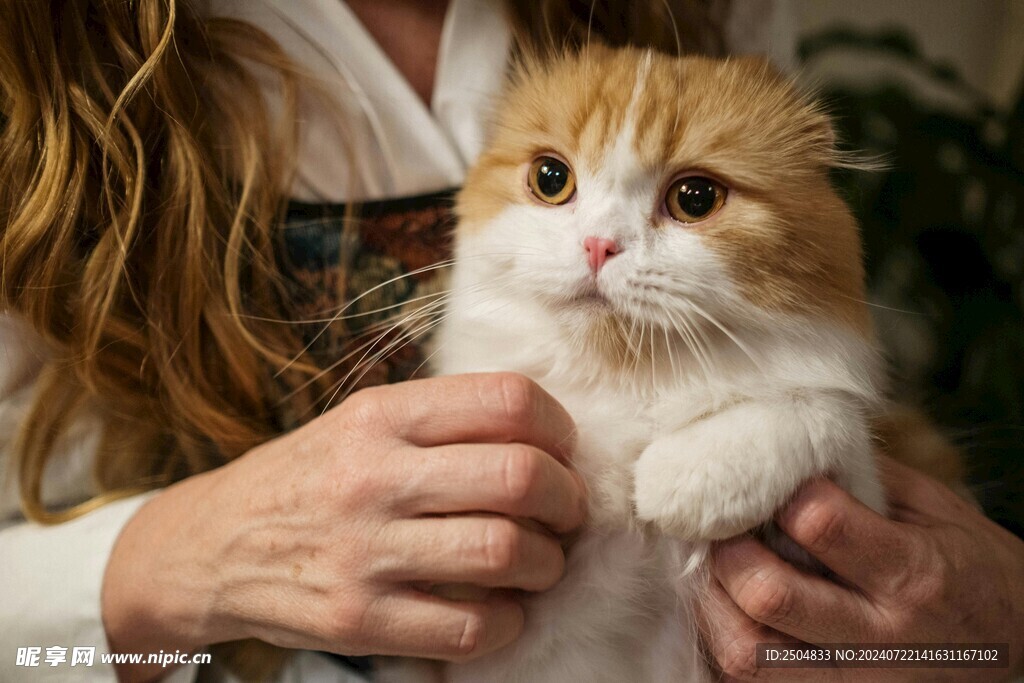 猫