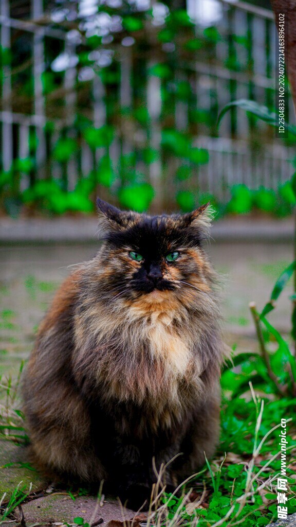 猫