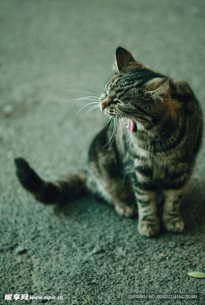 猫