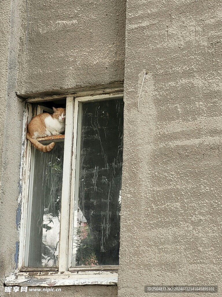猫