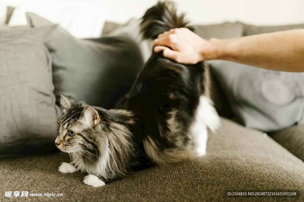 猫