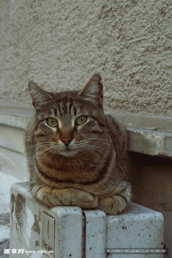 猫