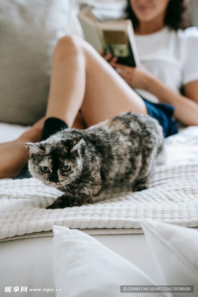 猫