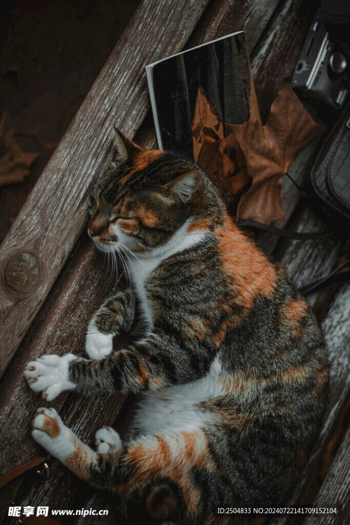 猫