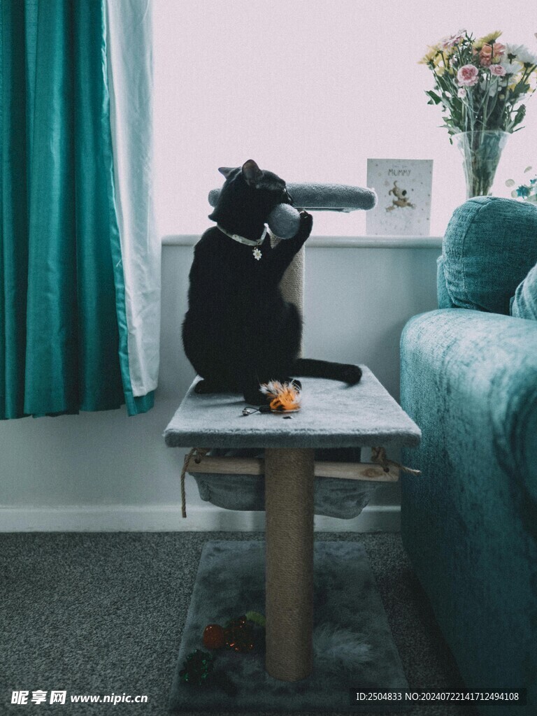 猫