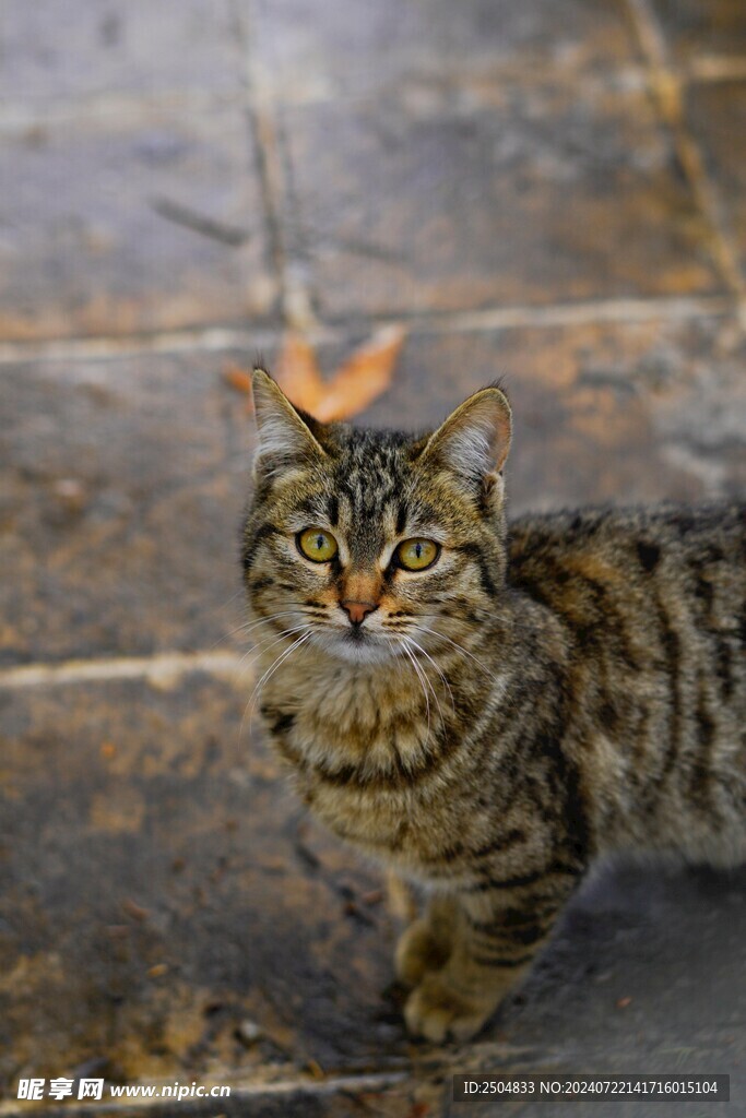 猫