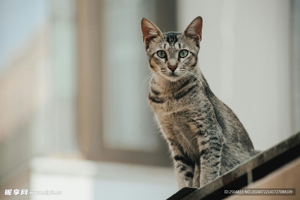 猫