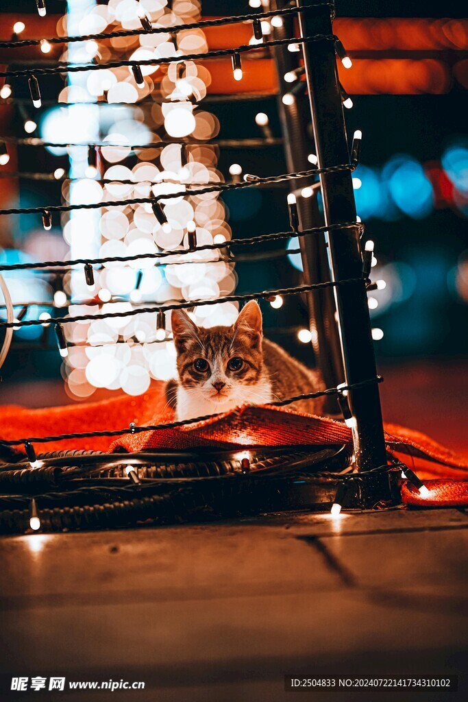 猫