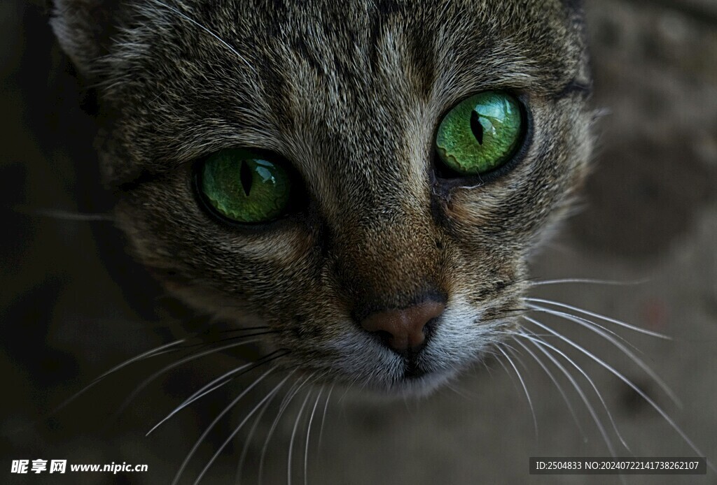 猫