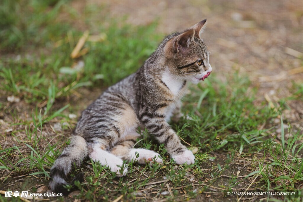 猫