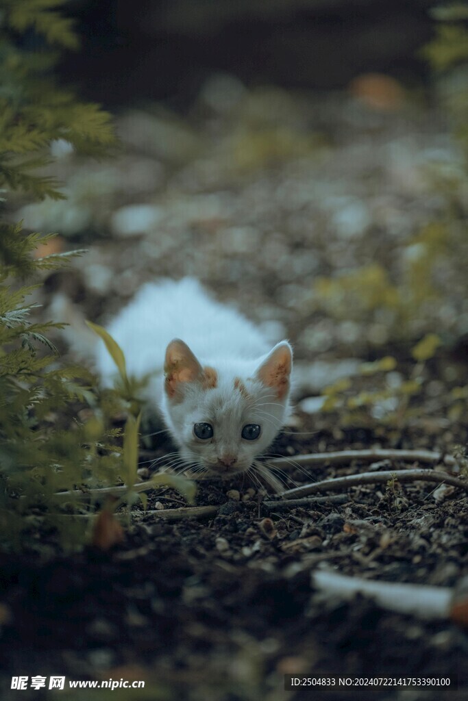 猫