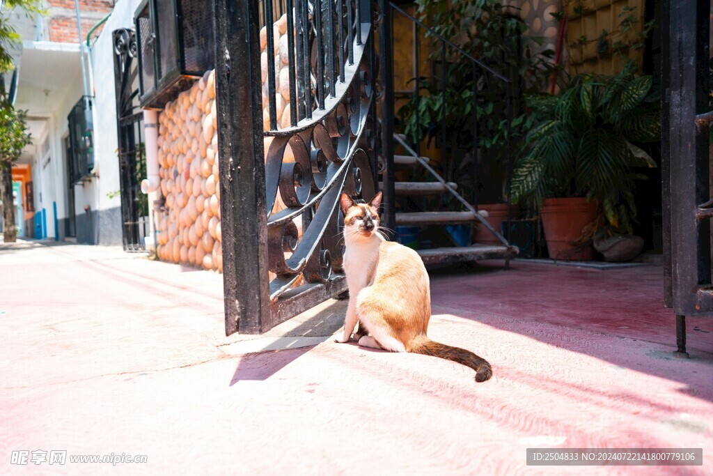 猫