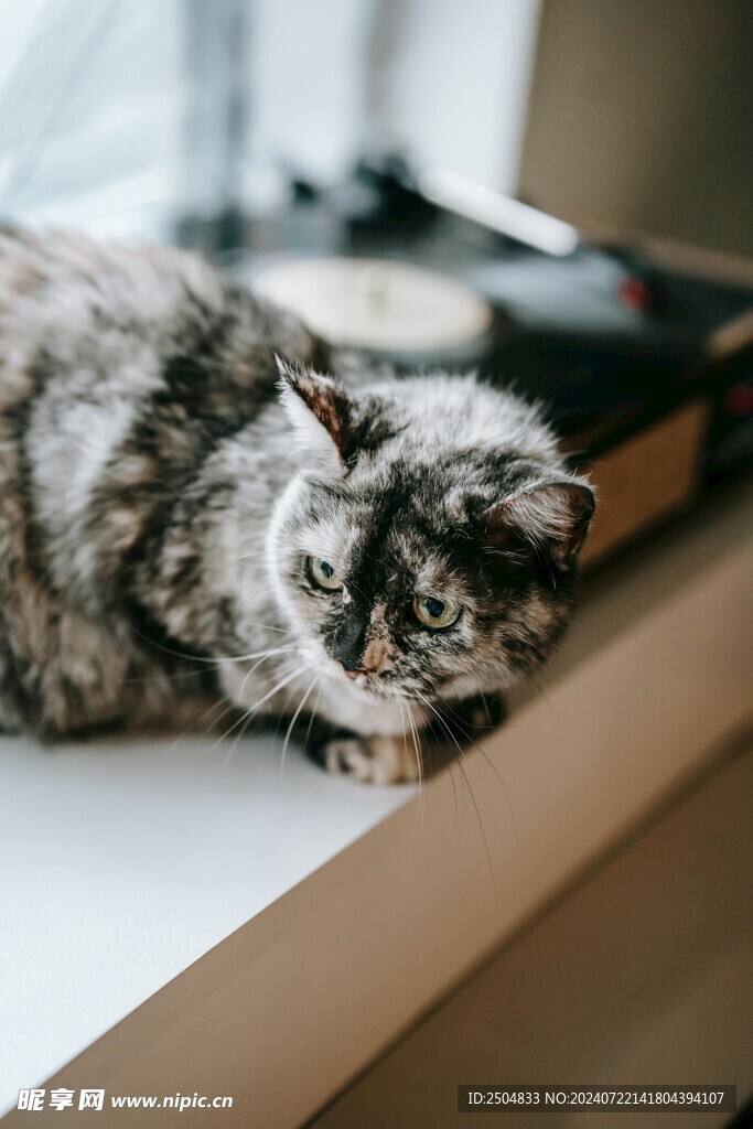 猫