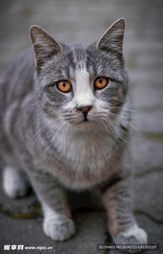 猫
