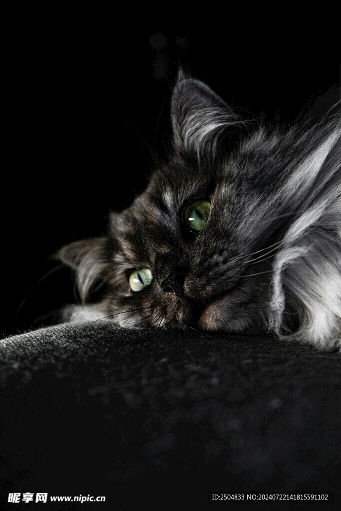 猫