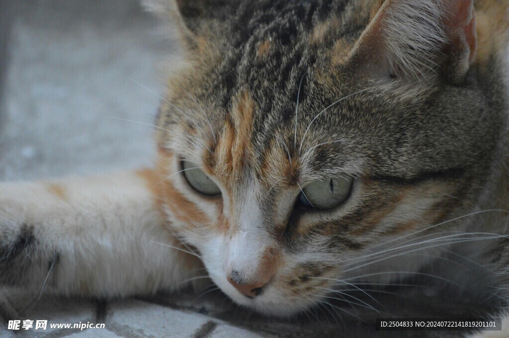 猫