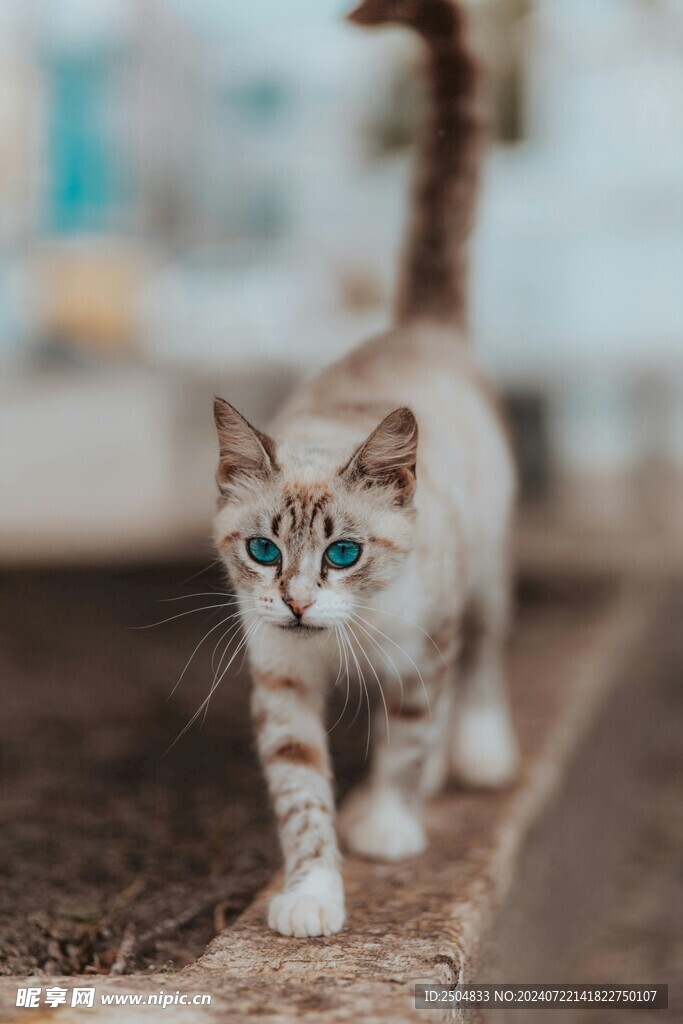 猫