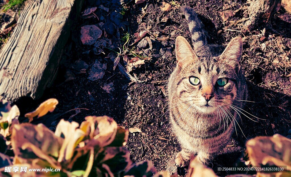 猫