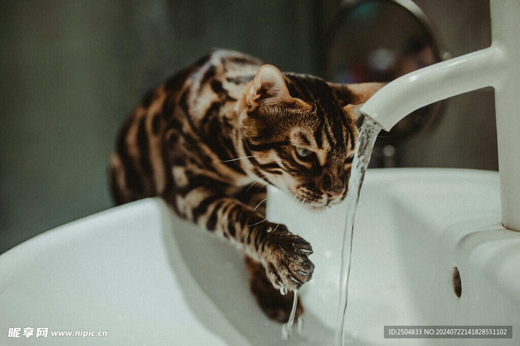猫