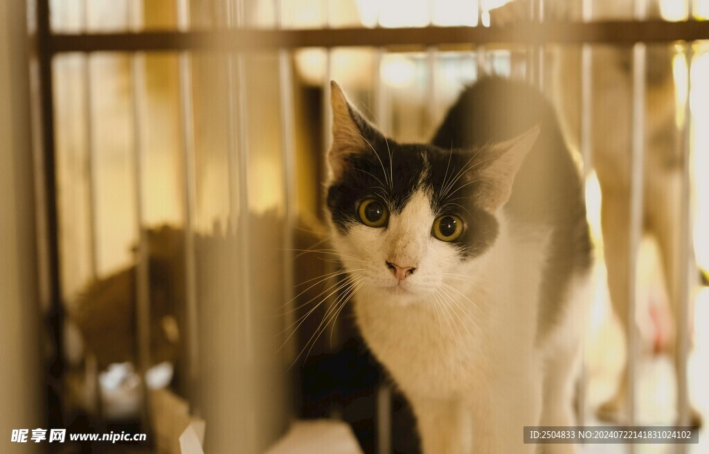 猫