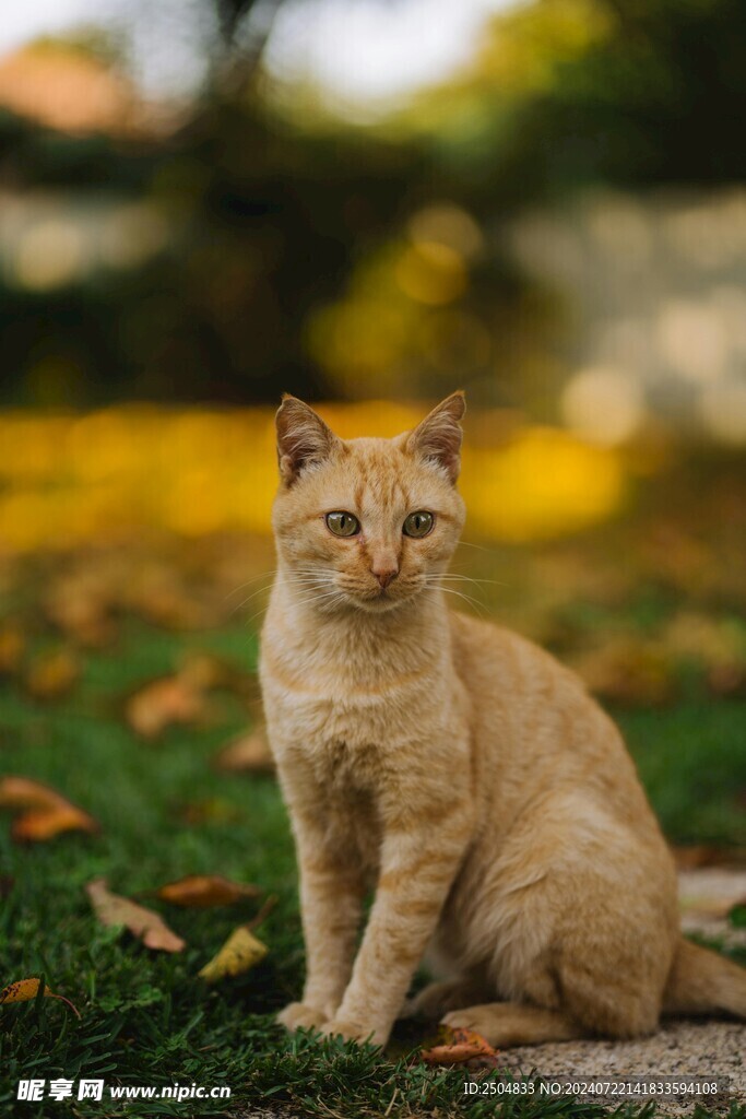 猫